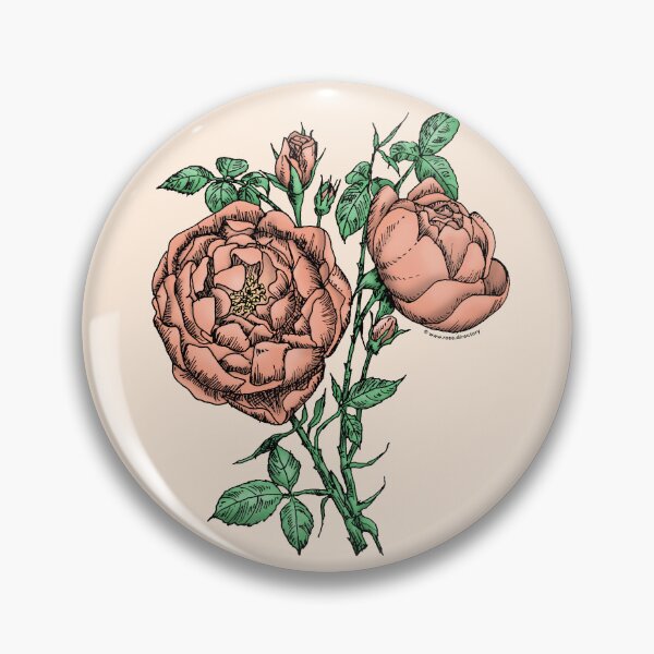 Item preview, Apricot Cupped Rose Bloom Full 26-40 Petals In 3+ Rows designed and sold by Rachael Taylor.