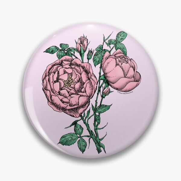 Item preview, Light Pink Cupped Rose Bloom Full 26-40 Petals In 3+ Rows designed and sold by Rachael Taylor.