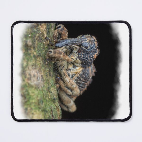 Item preview, A unique looking mango seed weevil (Sternochetus mangiferae) tucking its head in for the night! designed and sold by AvonPerception.