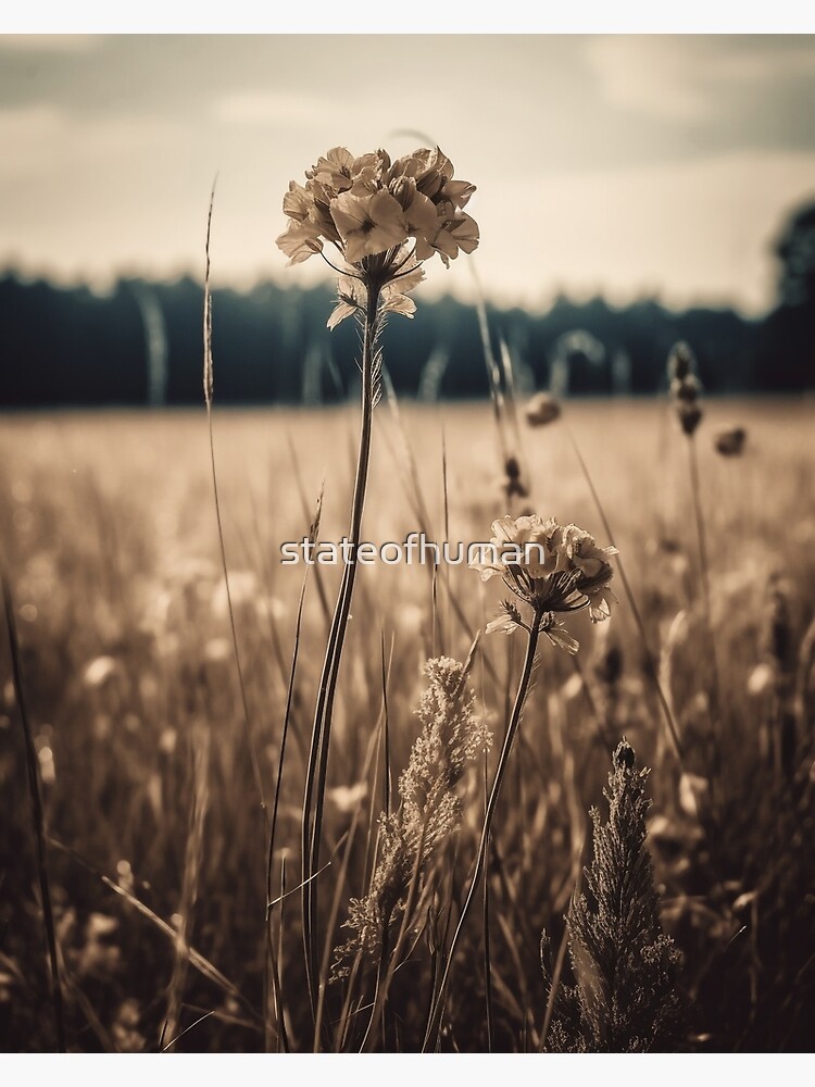 What Is Sepia: The Beauty Of Sepia In Photography - MemoryCherish