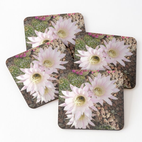 Item preview, Pretty cactus flowers designed and sold by PrettyAround.