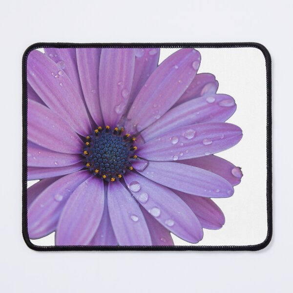 Item preview, Purple dimorphotheca. designed and sold by coffeeflavour.
