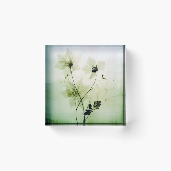 Item preview, Floral photogram colour designed and sold by EmilyDayDreams.