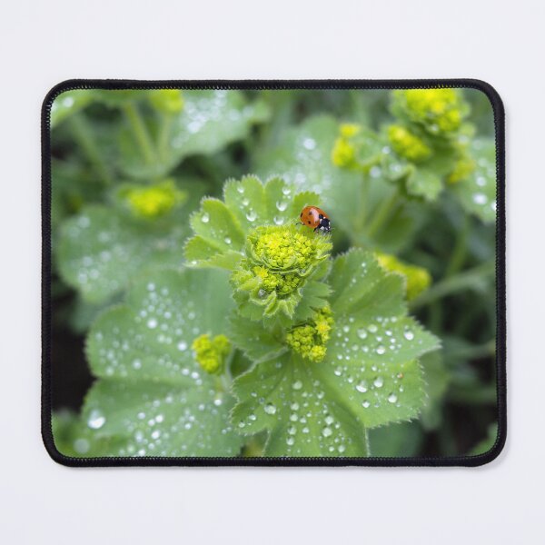 Item preview, Ladybug on Lady's Mantle  designed and sold by Wilma Sloot.
