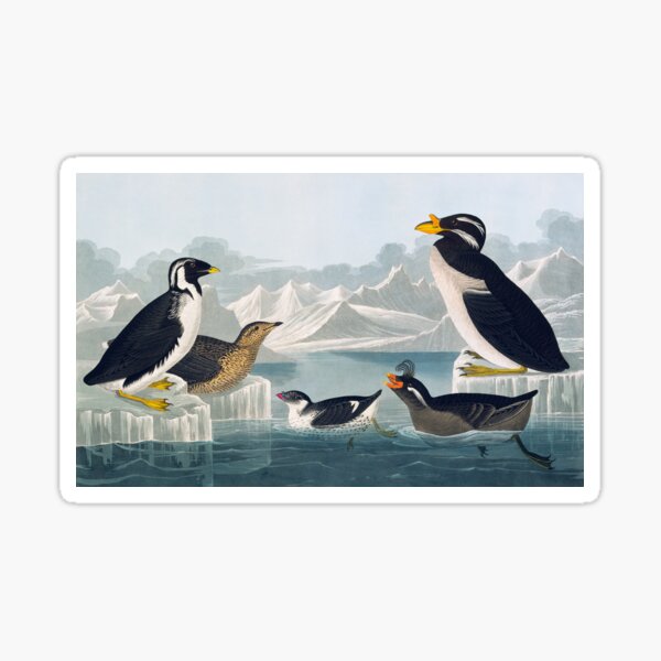 Item preview, Group of auks and auklets, artwork (C011/2992) designed and sold by SciencePhoto.