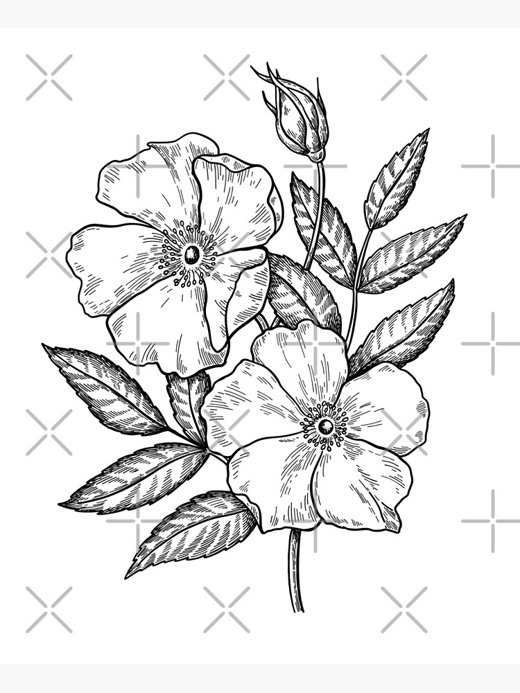 Rose Flower Drawing · Creative Fabrica