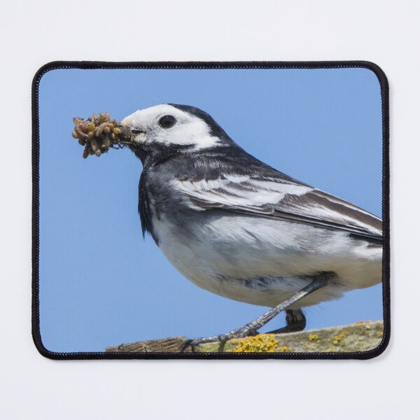 Item preview, Pied Wagtail designed and sold by LaurenTucker.