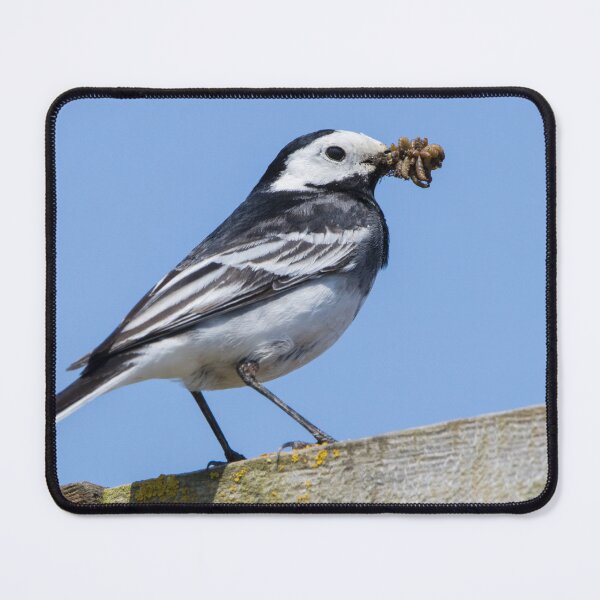 Item preview, Pied Wagtail designed and sold by LaurenTucker.