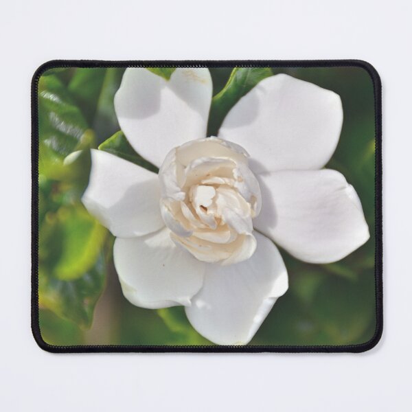 Item preview, Gardenia Bloom designed and sold by LisaWootenPhoto.