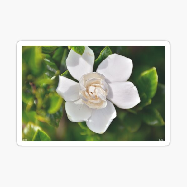 Item preview, Gardenia Bloom designed and sold by LisaWootenPhoto.