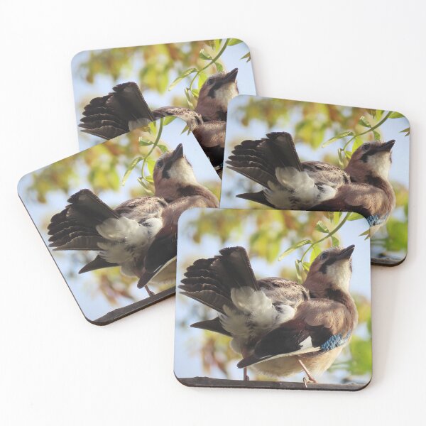 Item preview, Eurasian jay designed and sold by WildEncounters.