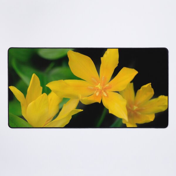 Item preview, Yellow tulips on black background designed and sold by olena2552.