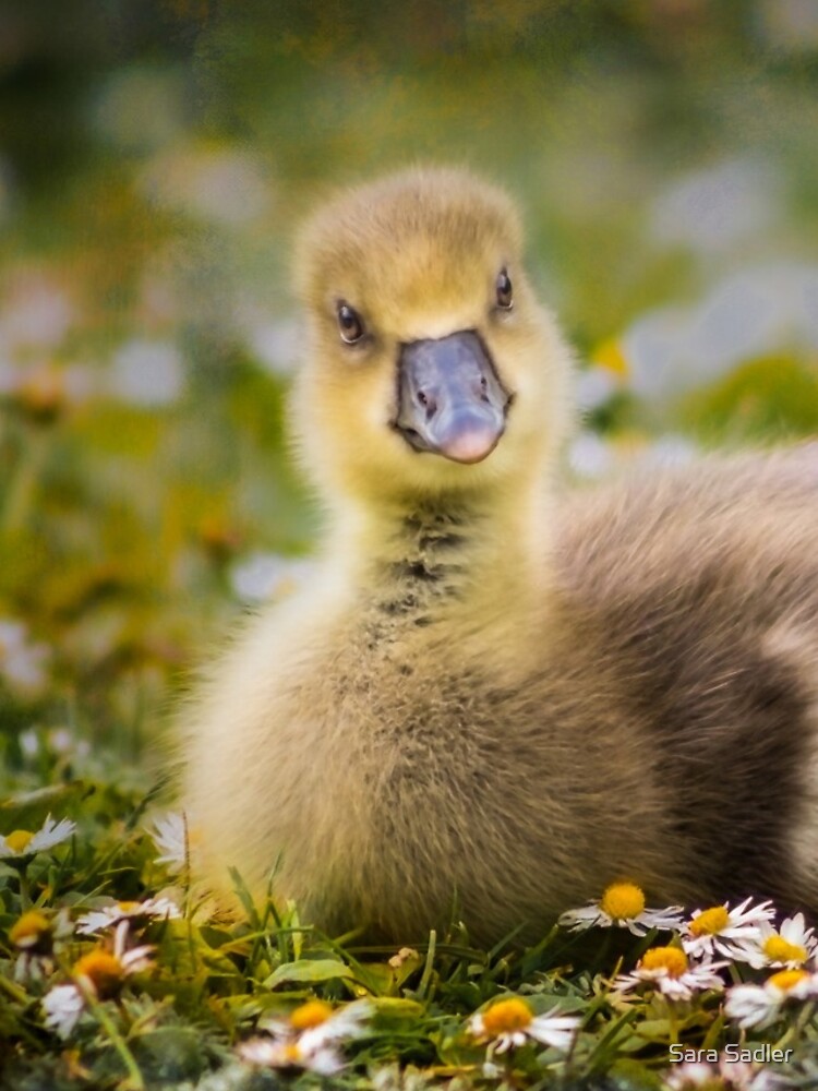 the quizzical gosling by sadler2121