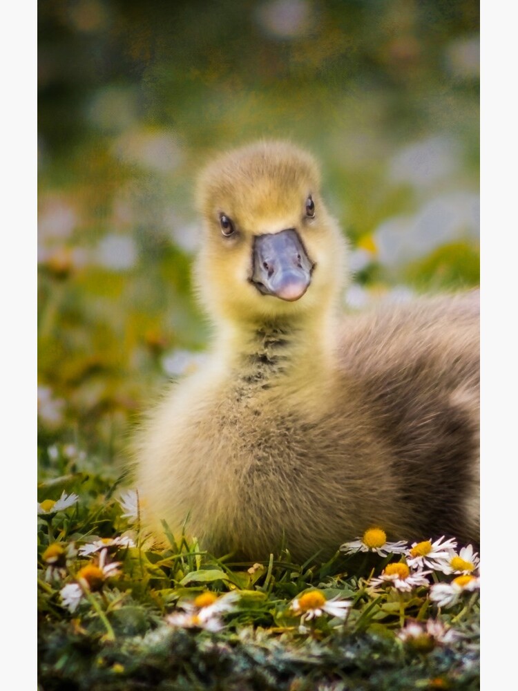 the quizzical gosling by sadler2121