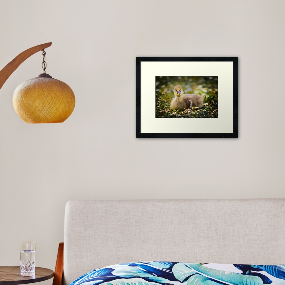 the quizzical gosling Framed Art Print