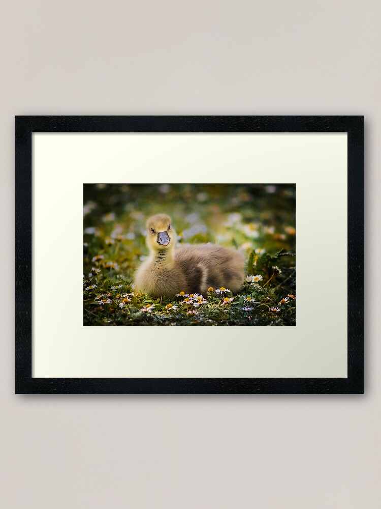 Alternate view of the quizzical gosling Framed Art Print
