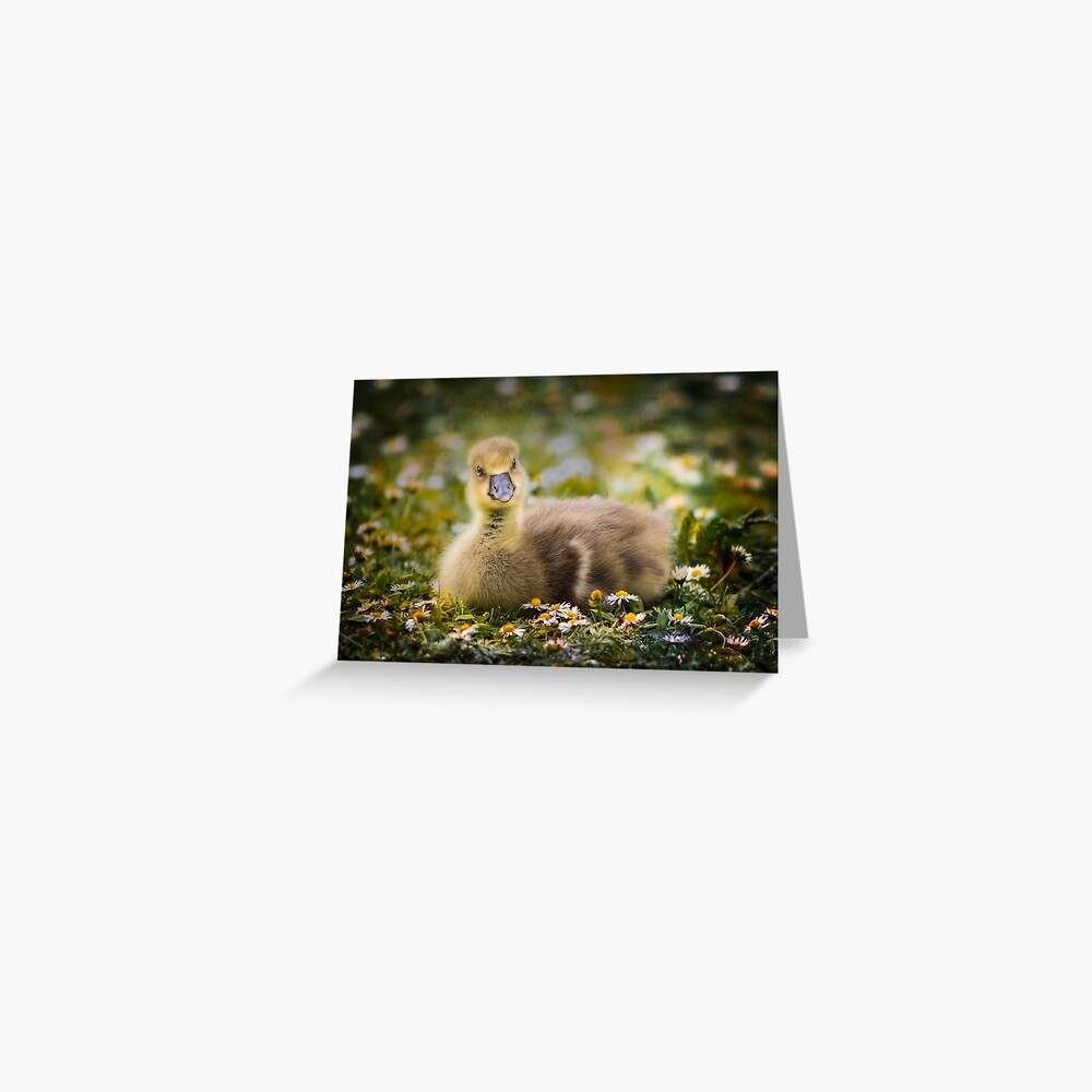 the quizzical gosling Greeting Card