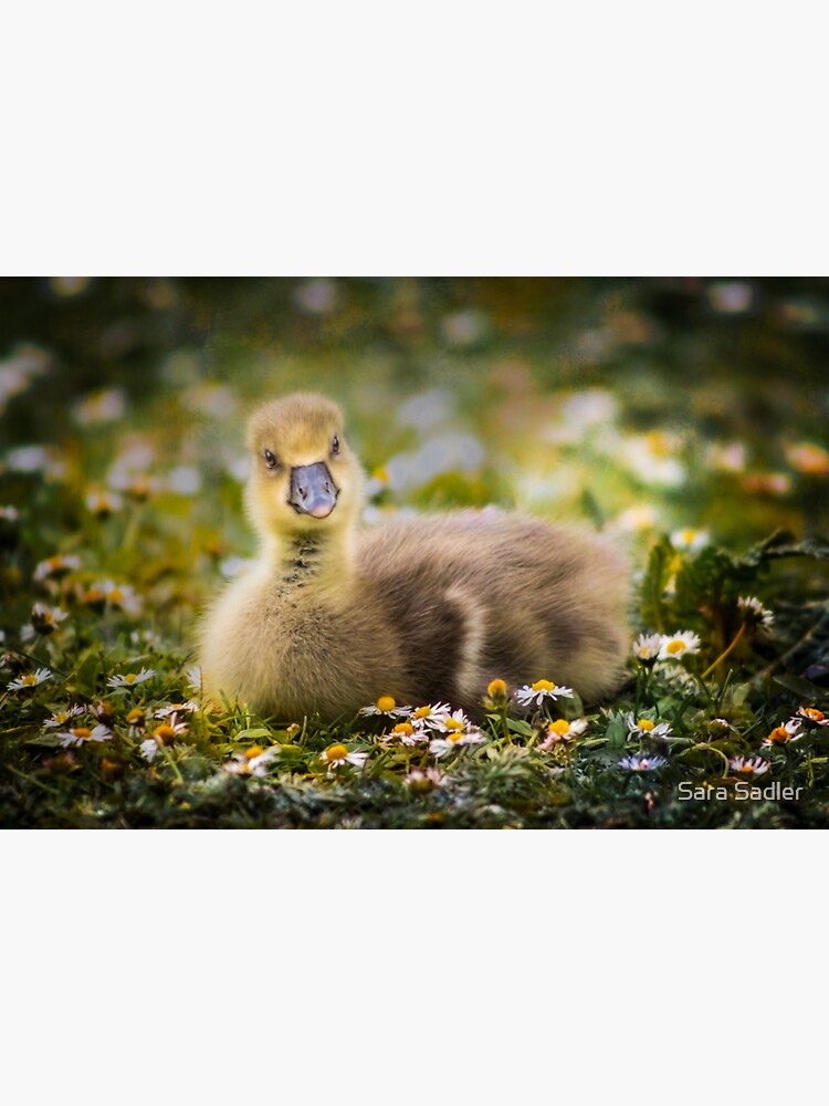 the quizzical gosling by sadler2121