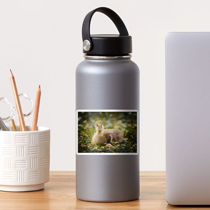 the quizzical gosling Sticker