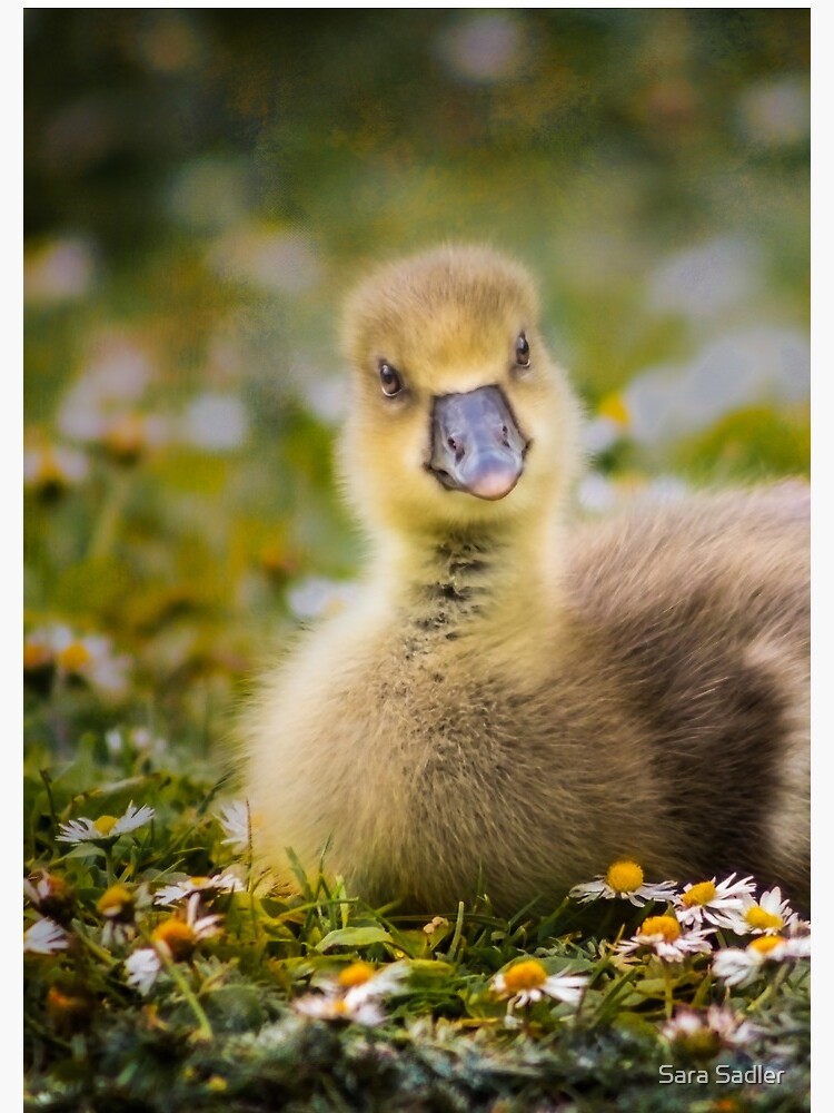 the quizzical gosling by sadler2121