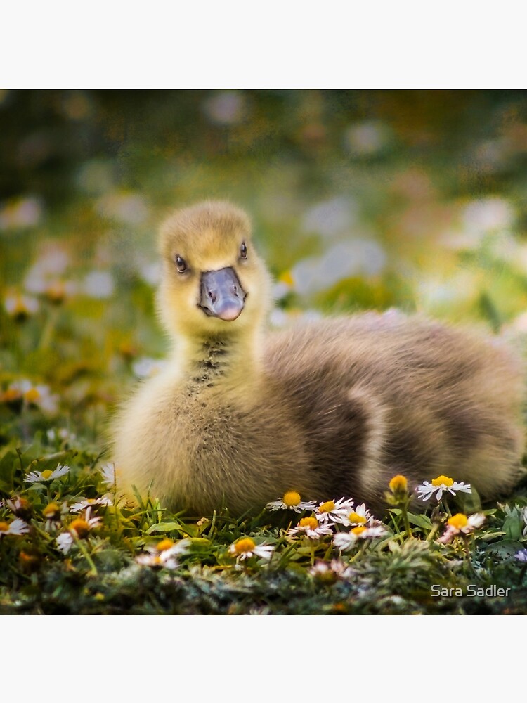 the quizzical gosling by sadler2121
