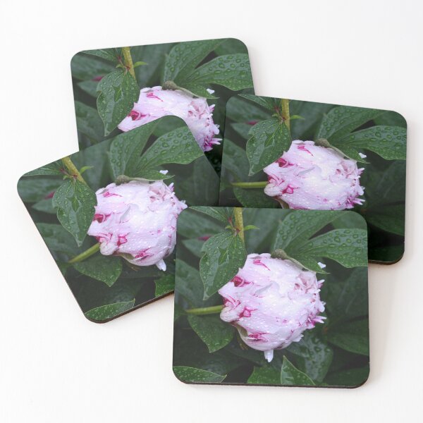 Item preview, Paeonia lactiflora - (Herbaceous perennial) designed and sold by Matsumoto.