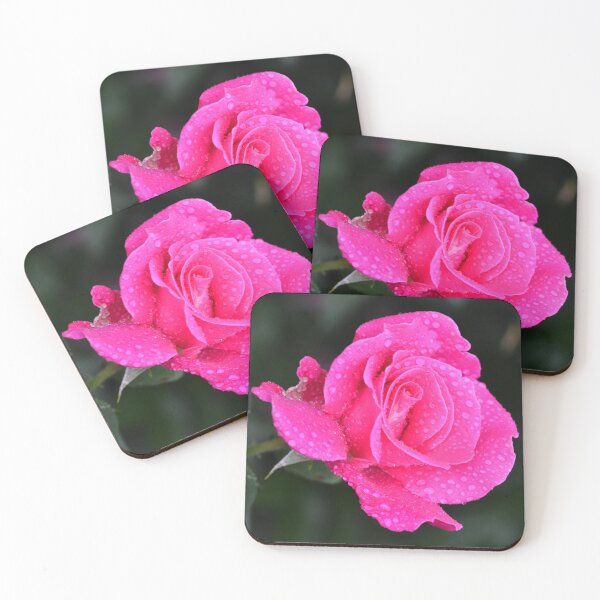 Item preview,  Rosa rubiginosa  designed and sold by Matsumoto.