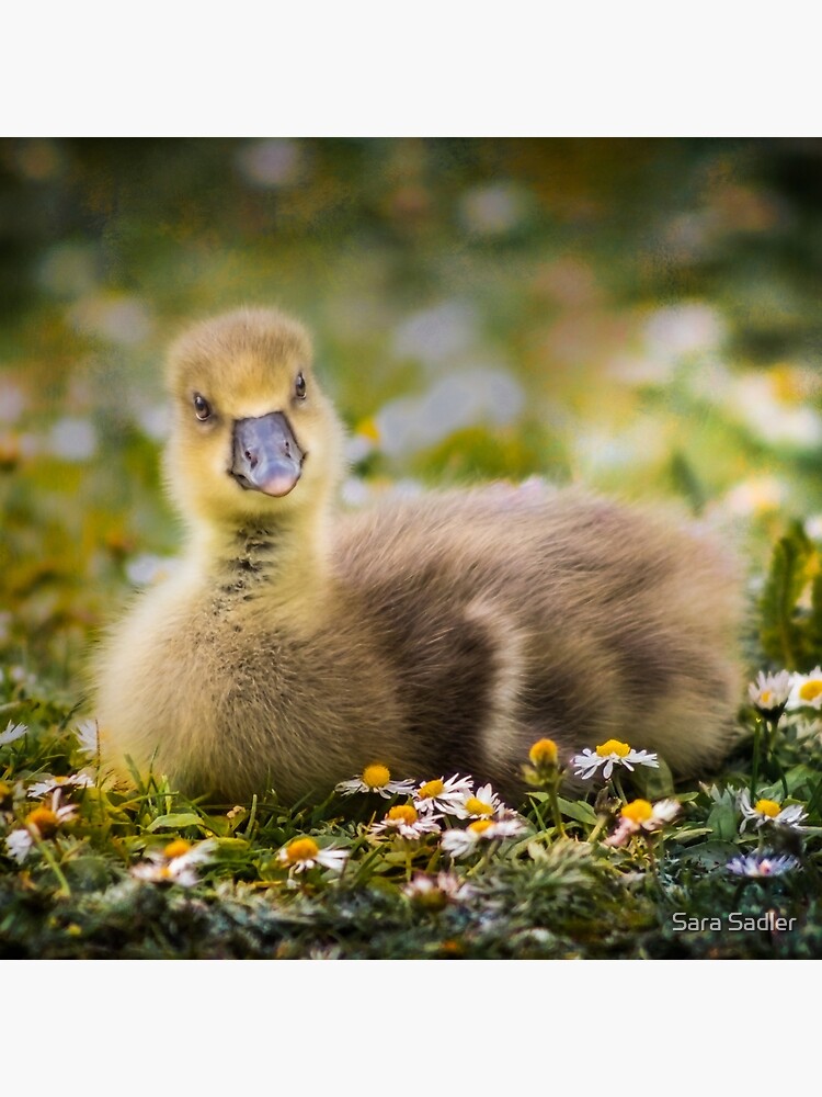 the quizzical gosling by sadler2121
