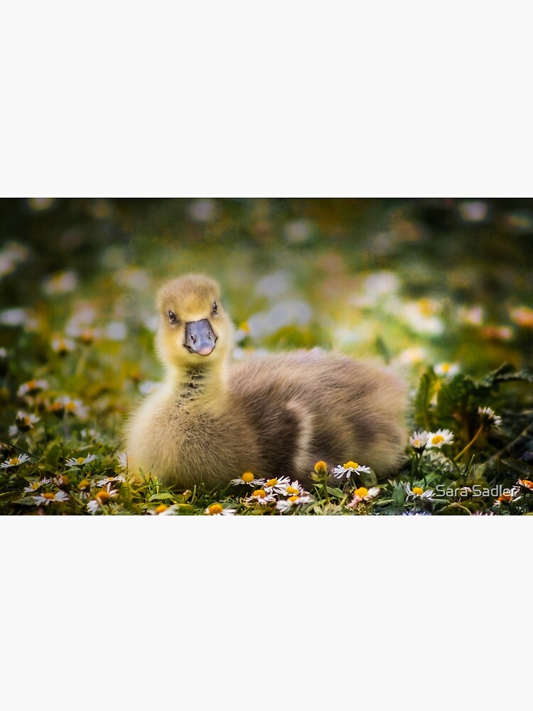 the quizzical gosling by sadler2121
