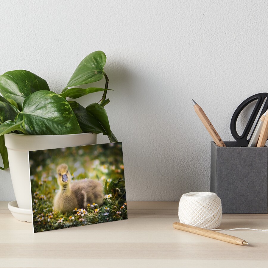 the quizzical gosling Art Board Print
