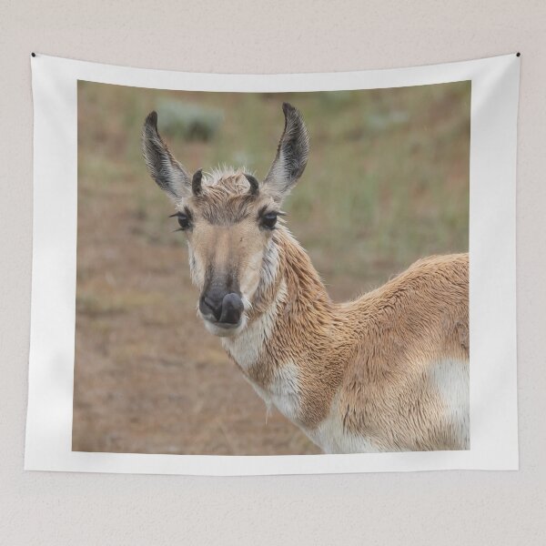 Item preview, A Pronghorn Wildlife Portrait After A Meal designed and sold by FreelanceJim.