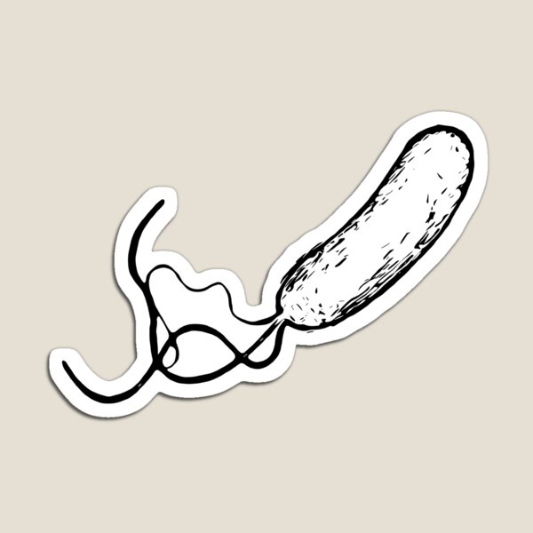 Bacillus Magnet