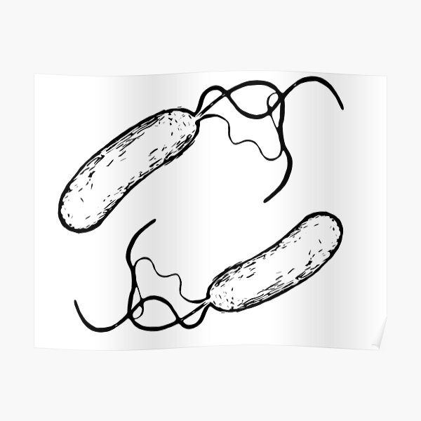 Bacillus Poster