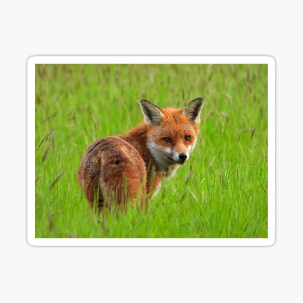 Item preview, A Fox in the Field designed and sold by Barnbk02.