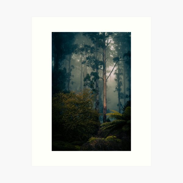 Item preview, Australian forest in the mist. designed and sold by PVphotography.