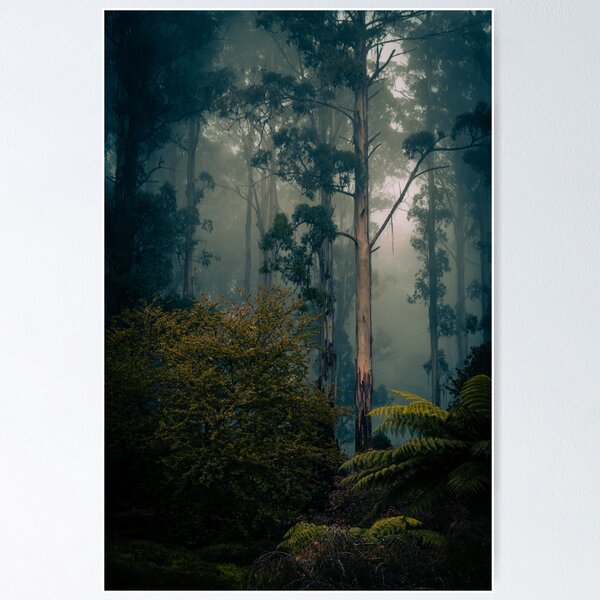 Item preview, Australian forest in the mist. designed and sold by PVphotography.
