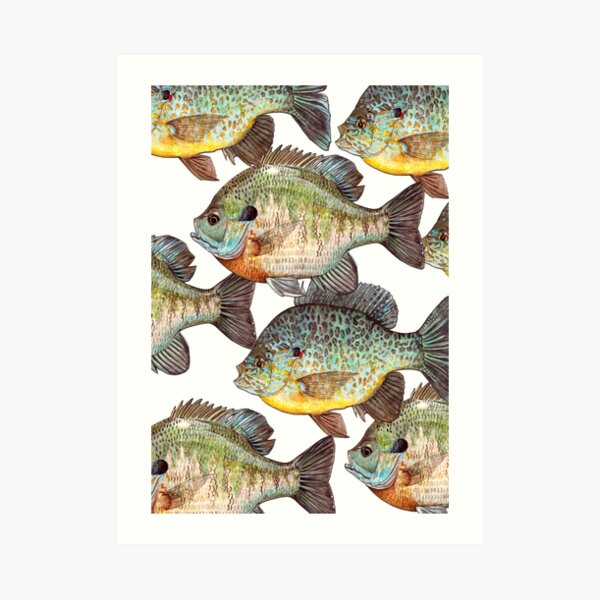PUMPKINSEED SUNFISH PET FISH PAINTING AMERICAN FISHING ART REAL CANVAS PRINT