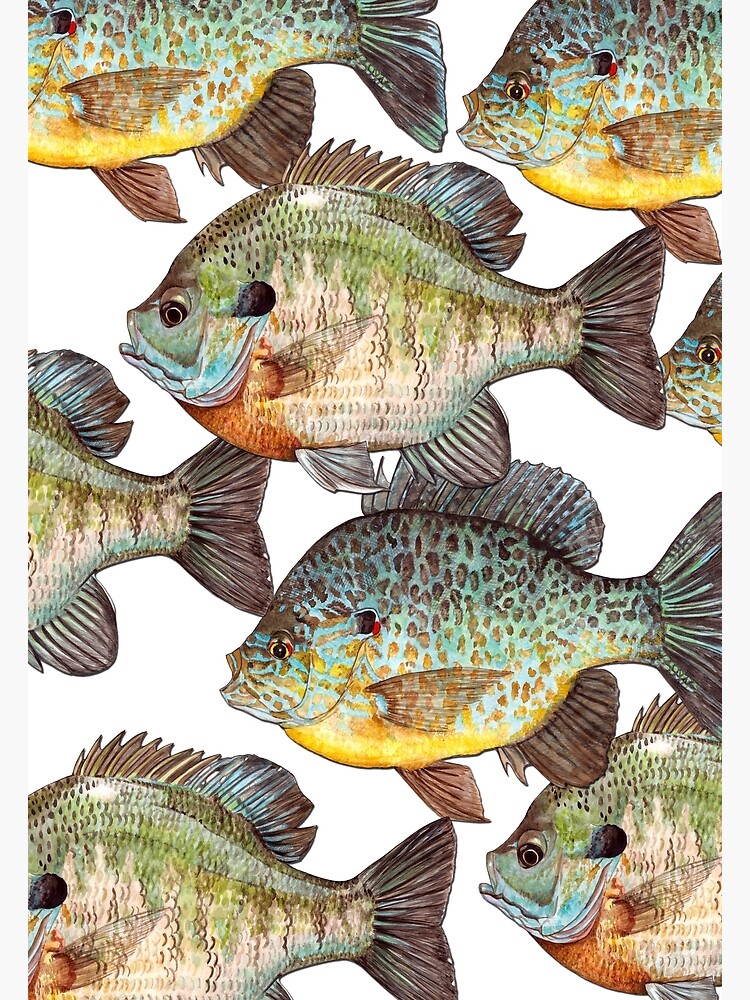 Bluegill Fishing print for Fishermen and Women Poster for Sale by  jakehughes2015