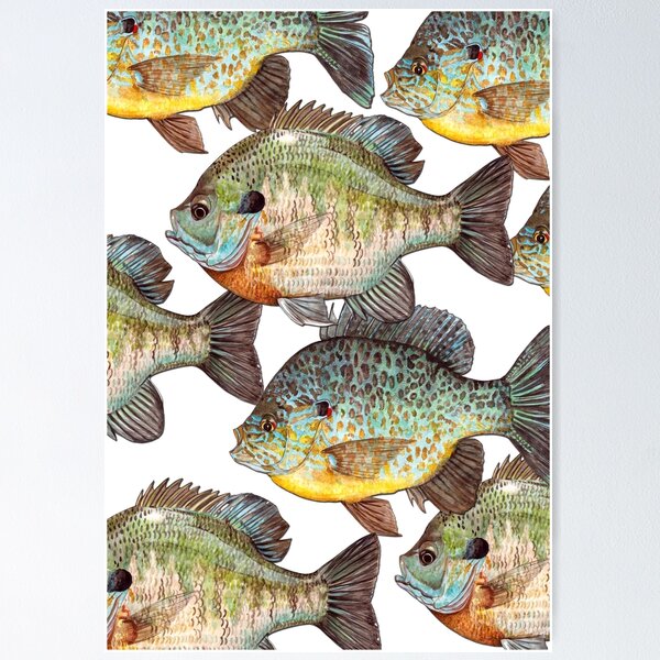 Bluegill Fish Wall Art for Sale