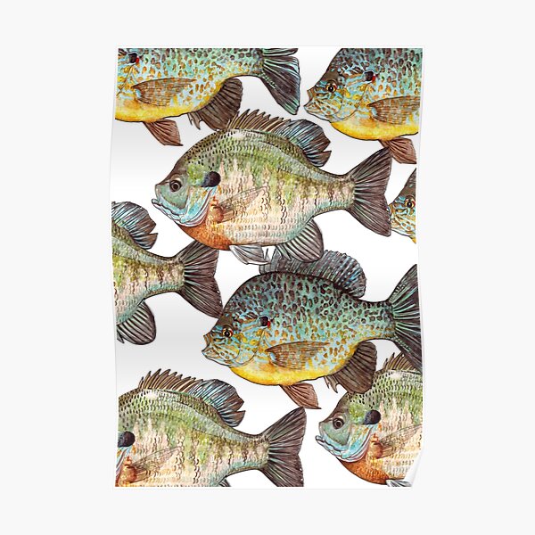 Sunfish Poster