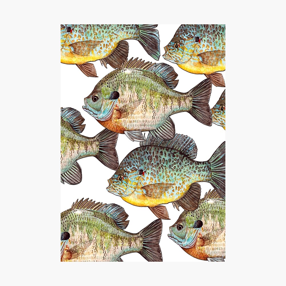 Sunfish Poster for Sale by WendyBerry