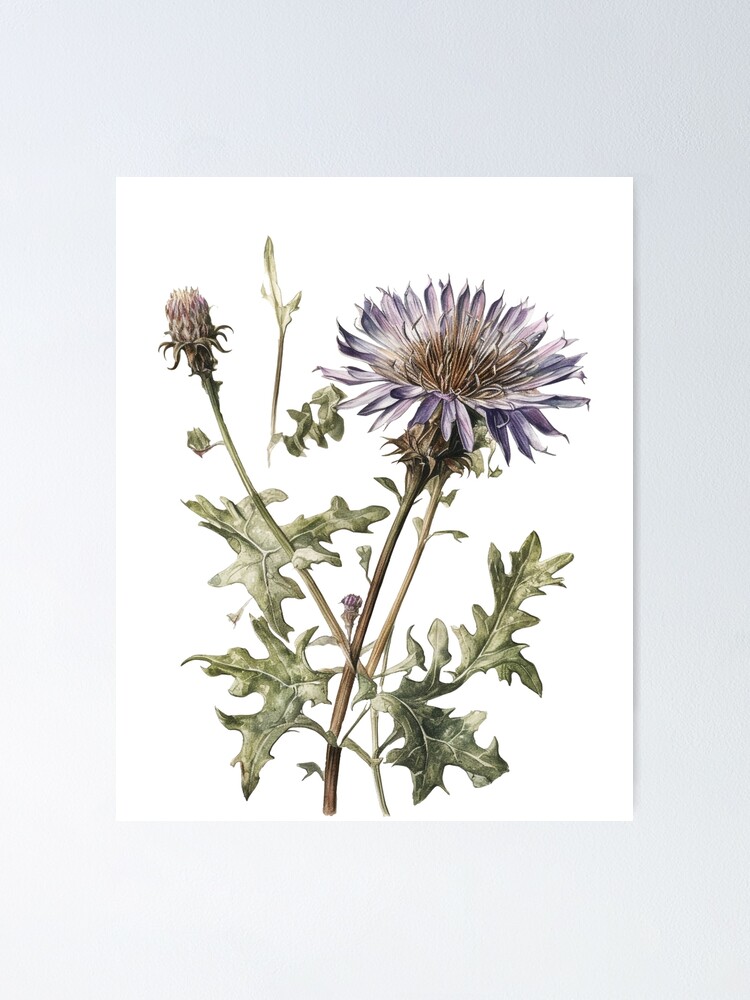 Vintage Styled Blue Thistle Botanical Illustration, Wall Art Print