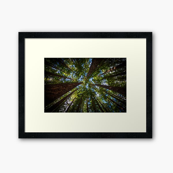 Item preview, Canopy of redwood forest trees designed and sold by visualsensation.