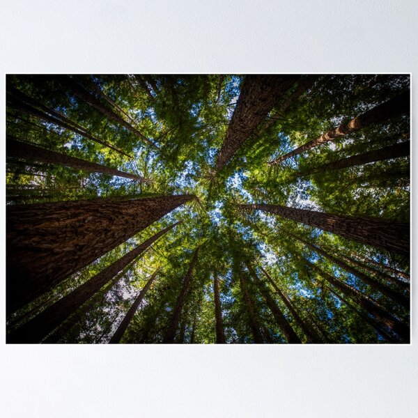 Item preview, Canopy of redwood forest trees designed and sold by visualsensation.