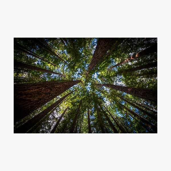 Item preview, Canopy of redwood forest trees designed and sold by visualsensation.