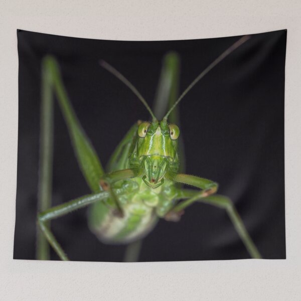 Item preview, Curious Katydid designed and sold by Roger Porter Photography.