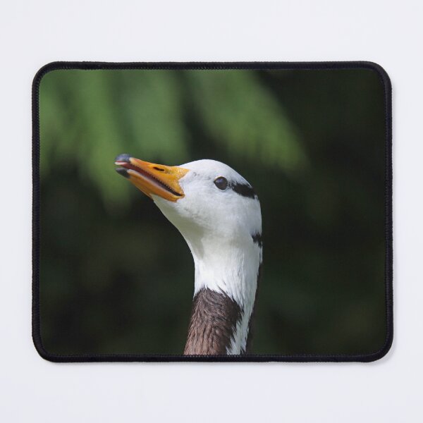 Item preview, Bar headed goose III designed and sold by GreyFeatherPhot.