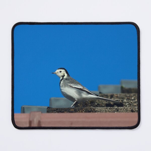 Item preview, Rooftop wagtail designed and sold by GreyFeatherPhot.