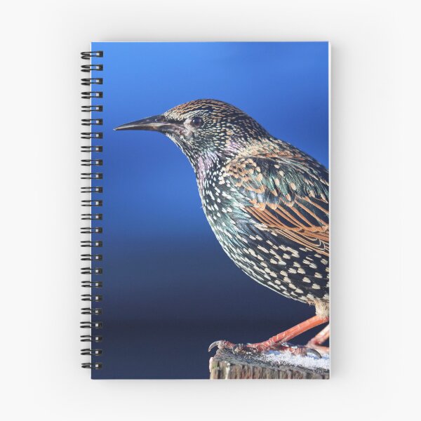 Item preview, Sunlit starling designed and sold by GreyFeatherPhot.