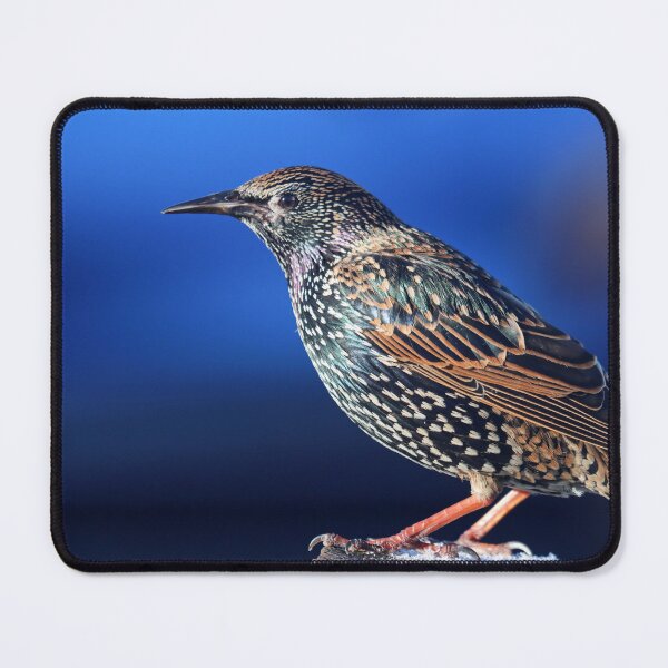 Item preview, Sunlit starling designed and sold by GreyFeatherPhot.